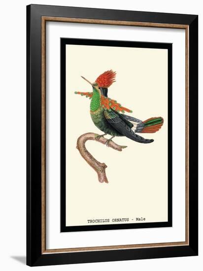 Hummingbird: Male Trochilus Ornatus-Sir William Jardine-Framed Art Print