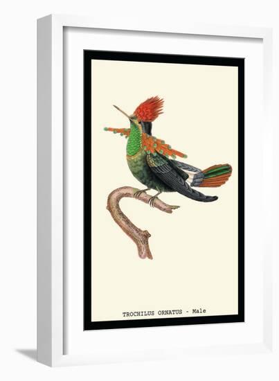 Hummingbird: Male Trochilus Ornatus-Sir William Jardine-Framed Art Print