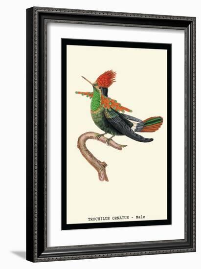 Hummingbird: Male Trochilus Ornatus-Sir William Jardine-Framed Art Print