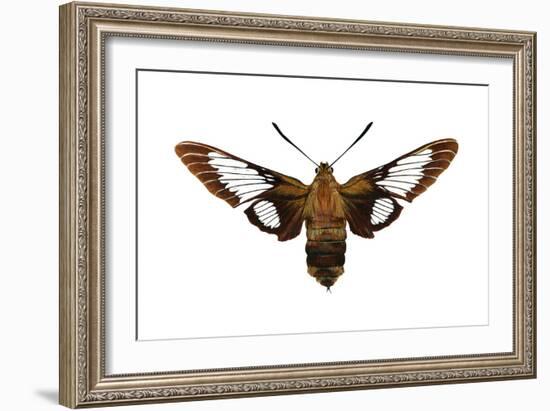 Hummingbird Moth (Hemaris Thysbe), Insects-Encyclopaedia Britannica-Framed Art Print