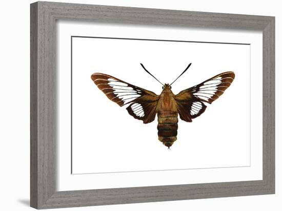 Hummingbird Moth (Hemaris Thysbe), Insects-Encyclopaedia Britannica-Framed Art Print