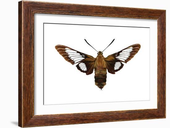 Hummingbird Moth (Hemaris Thysbe), Insects-Encyclopaedia Britannica-Framed Art Print