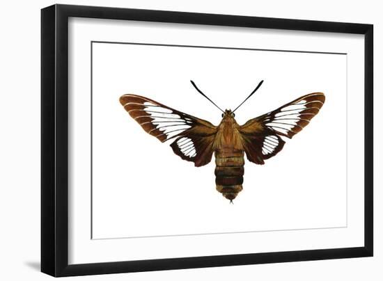 Hummingbird Moth (Hemaris Thysbe), Insects-Encyclopaedia Britannica-Framed Art Print