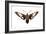 Hummingbird Moth (Hemaris Thysbe), Insects-Encyclopaedia Britannica-Framed Art Print