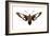 Hummingbird Moth (Hemaris Thysbe), Insects-Encyclopaedia Britannica-Framed Art Print