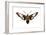 Hummingbird Moth (Hemaris Thysbe), Insects-Encyclopaedia Britannica-Framed Art Print