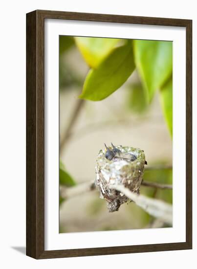 Hummingbird Nest-Karyn Millet-Framed Photographic Print