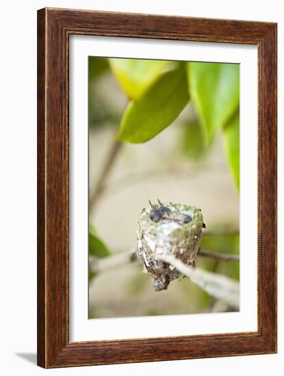 Hummingbird Nest-Karyn Millet-Framed Photographic Print