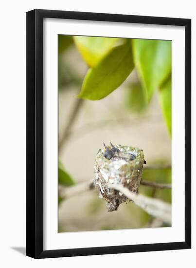 Hummingbird Nest-Karyn Millet-Framed Photographic Print
