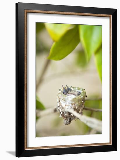 Hummingbird Nest-Karyn Millet-Framed Photographic Print