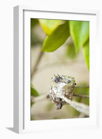 Hummingbird Nest-Karyn Millet-Framed Photographic Print