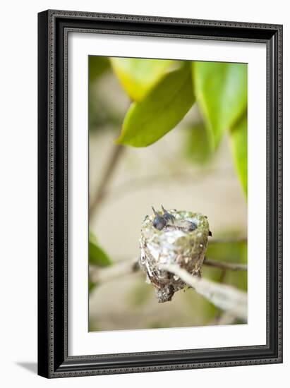 Hummingbird Nest-Karyn Millet-Framed Photographic Print