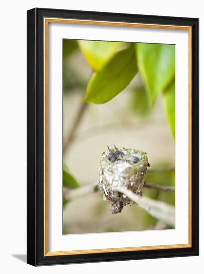 Hummingbird Nest-Karyn Millet-Framed Photographic Print