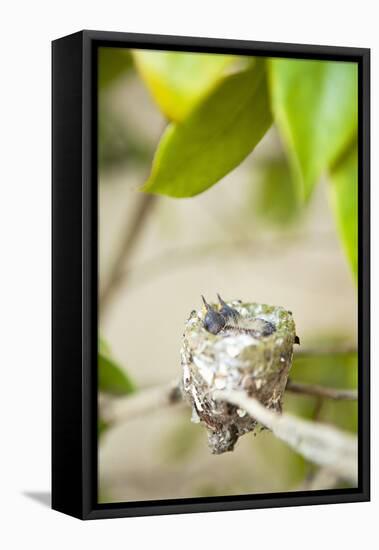 Hummingbird Nest-Karyn Millet-Framed Premier Image Canvas