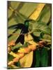 Hummingbird on a Branch in Amazonia-Dmitri Kessel-Mounted Photographic Print