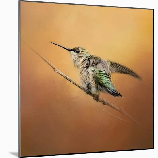 Hummingbird on Peach-Jai Johnson-Mounted Giclee Print