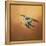 Hummingbird on Peach-Jai Johnson-Framed Premier Image Canvas