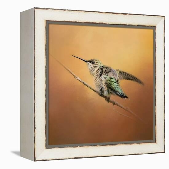 Hummingbird on Peach-Jai Johnson-Framed Premier Image Canvas