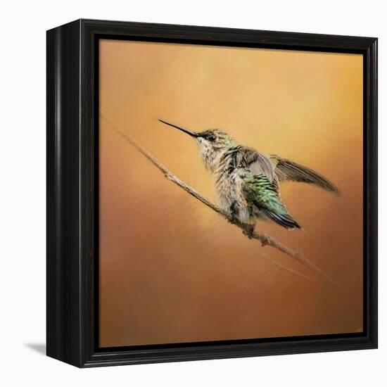 Hummingbird on Peach-Jai Johnson-Framed Premier Image Canvas