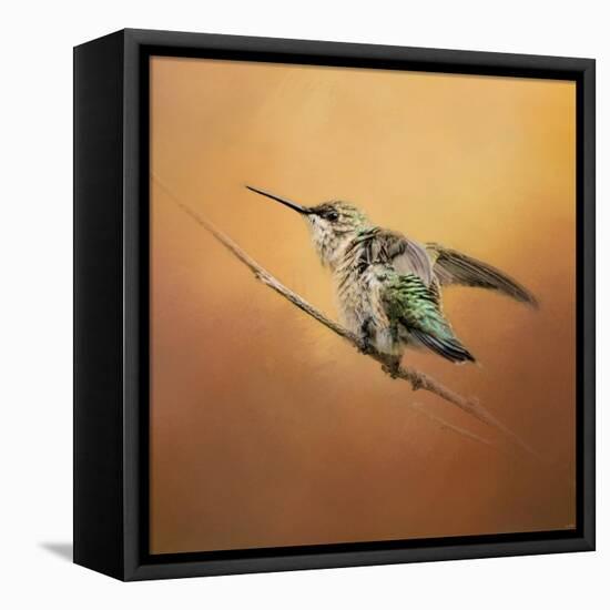 Hummingbird on Peach-Jai Johnson-Framed Premier Image Canvas