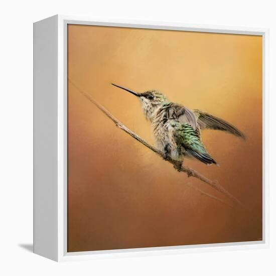 Hummingbird on Peach-Jai Johnson-Framed Premier Image Canvas