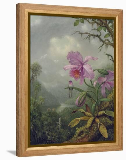 Hummingbird Perched on an Orchid Plant, 1901-Martin Johnson Heade-Framed Premier Image Canvas