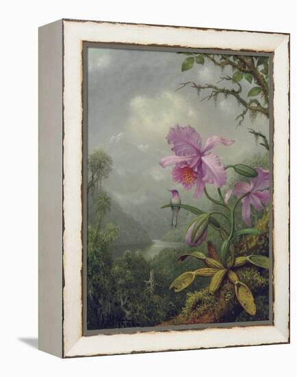 Hummingbird Perched on an Orchid Plant, 1901-Martin Johnson Heade-Framed Premier Image Canvas