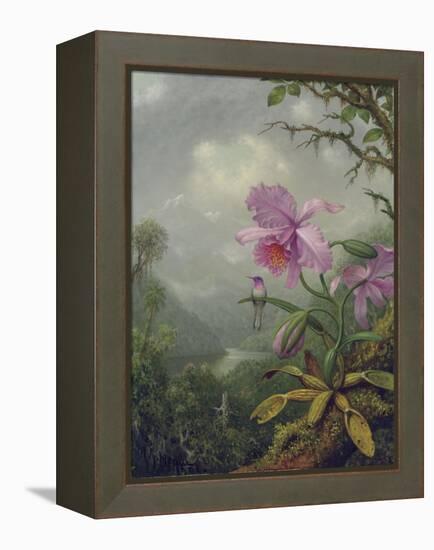 Hummingbird Perched on an Orchid Plant, 1901-Martin Johnson Heade-Framed Premier Image Canvas