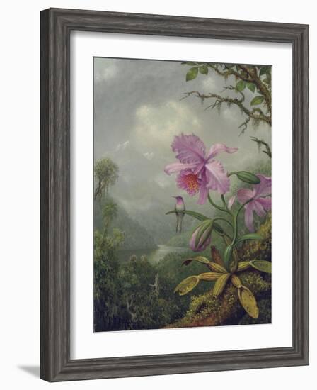 Hummingbird Perched on an Orchid Plant, 1901-Martin Johnson Heade-Framed Giclee Print