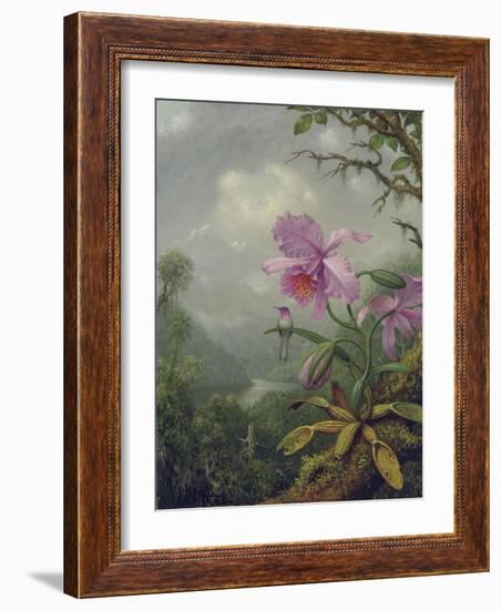 Hummingbird Perched on an Orchid Plant, 1901-Martin Johnson Heade-Framed Giclee Print