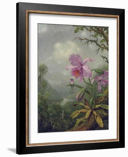 Hummingbird Perched on an Orchid Plant, 1901-Martin Johnson Heade-Framed Giclee Print