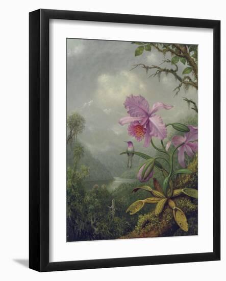 Hummingbird Perched on an Orchid Plant, 1901-Martin Johnson Heade-Framed Giclee Print