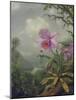 Hummingbird Perched on an Orchid Plant, 1901-Martin Johnson Heade-Mounted Giclee Print