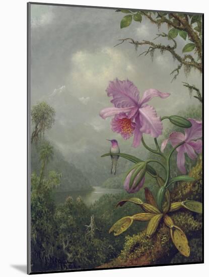 Hummingbird Perched on an Orchid Plant, 1901-Martin Johnson Heade-Mounted Giclee Print