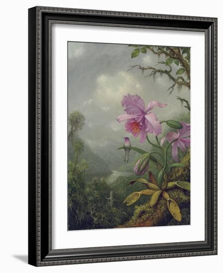 Hummingbird Perched on an Orchid Plant, 1901-Martin Johnson Heade-Framed Giclee Print