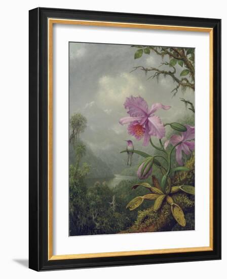 Hummingbird Perched on an Orchid Plant, 1901-Martin Johnson Heade-Framed Giclee Print