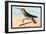 Hummingbird: Ramphodon Naevius-Sir William Jardine-Framed Art Print
