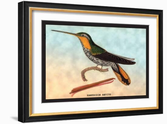 Hummingbird: Ramphodon Naevius-Sir William Jardine-Framed Art Print