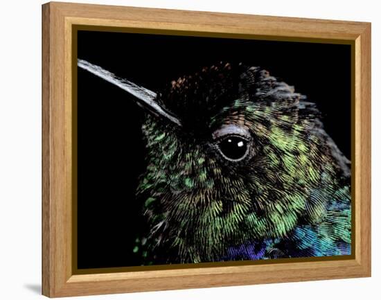 Hummingbird Resting, Barro Colorado Island, Panama-Christian Ziegler-Framed Premier Image Canvas