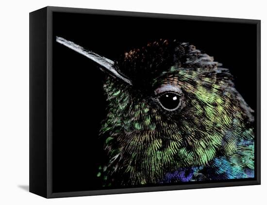 Hummingbird Resting, Barro Colorado Island, Panama-Christian Ziegler-Framed Premier Image Canvas