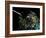 Hummingbird Resting, Barro Colorado Island, Panama-Christian Ziegler-Framed Photographic Print