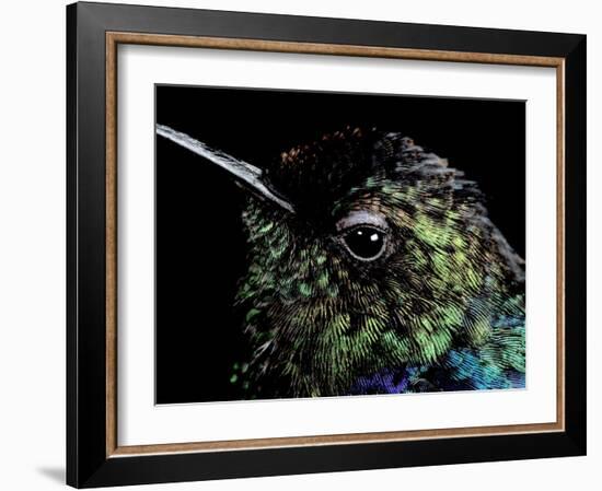 Hummingbird Resting, Barro Colorado Island, Panama-Christian Ziegler-Framed Photographic Print