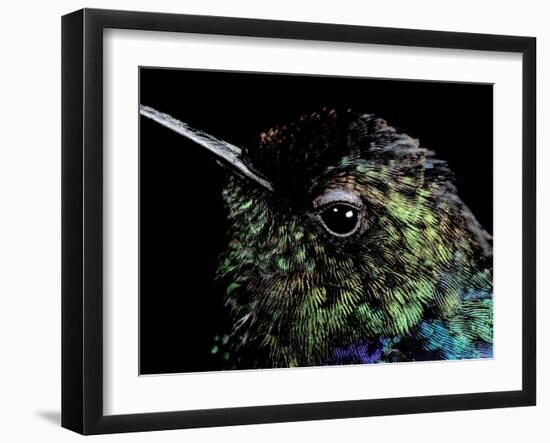 Hummingbird Resting, Barro Colorado Island, Panama-Christian Ziegler-Framed Photographic Print