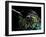 Hummingbird Resting, Barro Colorado Island, Panama-Christian Ziegler-Framed Photographic Print