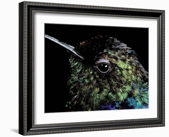 Hummingbird Resting, Barro Colorado Island, Panama-Christian Ziegler-Framed Photographic Print