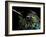 Hummingbird Resting, Barro Colorado Island, Panama-Christian Ziegler-Framed Photographic Print