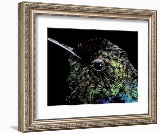 Hummingbird Resting, Barro Colorado Island, Panama-Christian Ziegler-Framed Photographic Print