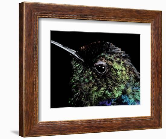 Hummingbird Resting, Barro Colorado Island, Panama-Christian Ziegler-Framed Photographic Print