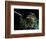 Hummingbird Resting, Barro Colorado Island, Panama-Christian Ziegler-Framed Photographic Print