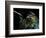 Hummingbird Resting, Barro Colorado Island, Panama-Christian Ziegler-Framed Photographic Print